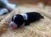 Chinese crested 3 Powderpuff & 1 Hairy Hairless remaining