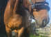 Pet/over the fence companion