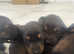 9 Stunning Doberman Mix Puppies - Energetic, Loyal, and Ready for Their Forever Homes! 5 Girls & 4 Boys