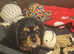 Cavalier King Charles  last puppy ready to go