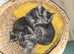Bengal Mix kittens ready to leave now.