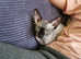 Beautiful small sphynx cat kitten in Caterham