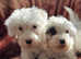 Sealyham terrier kc ready now looking for their forever homes