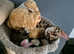 TICA registered Bengal