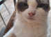 Ragdoll