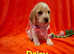 Bocker puppies