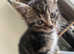 8 week old gorgeous tabby kitten for sale