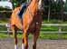 16.3hh chestnut gelding 9yrs old