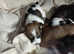 Jack Russell