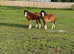 Welsh sec a matching colts