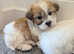 Beautiful sealyham terrier X puppies