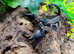 Asian Blue Forest Scorpion (Javanimetrus Cyaneus) at Birmingham Reptiles