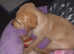 Kc reg dna tested female puppy
