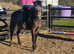 12.3 childs pony