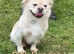 French bulldog EA husky full fluffy carrying pink