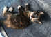Half bengal kittens ready to leave now