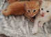 Maine coon kittens