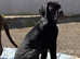 Pedigree Cane Corso Pups for Sale