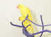 Baby Yellow Ring Neck Talking Parrots,17