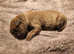 Cane Corso puppies