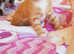 ginger/tort/partly silver tabby girls
