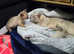 2 left EU bloodlines with International Ch. in pedigrees,Outstanding quality pedigree Burmese kittens