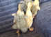 5 Ducklings.