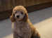 Miniature poodle Male puppy