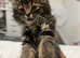 maine coon cross kitten