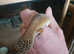 Leppard geckoes for sale