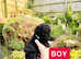 Beautiful Cavapoos for sale