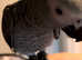 African grey parrot for sale