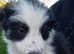 Bearded collie pups