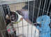 Miniture short haired jack russel (offer)