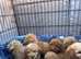Beautiful 8 weeks old Cockapoo puppies