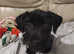 Schnauzer female puppy for sale