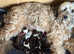 Beautiful litter of Tibetan Terrier Pups