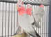 Stunning talking Galah parrot
