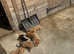 2 girls left Beautiful springador puppies ready now
