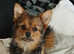 Yorkshire Terrier cross Pomeranian puppy