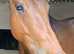 16h quality gelding
