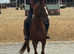 16.2h 8 year old Irish sport horse gelding