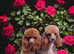 Cavapoo  Pups Simply Stunning!
