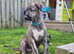 Kc registered Irish Wolfhound Puppies