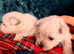 West hightland pups