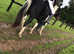 Ex Racer Standardbred