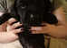 Springador Just born, 10 beautiful puppies, 3 females and 7 males,