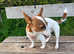 Lovely Jack Russel terrier.,