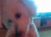 Poochon female 3 years of age