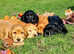Show Cocker Puppies Vaccinated Ready to leave.